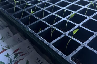 Germination station starting well!