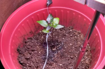 Are My Leaves and Soil Okay?