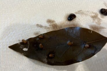 What is this on my avocado leaf?