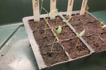 Peppers going leggy under grow lights?