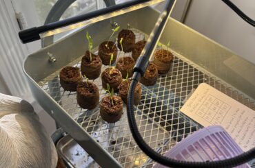 Update: Moved my leggy sprouts under grow lights with a fan!