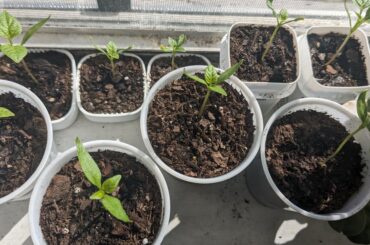 All these seedlings came from one bell pepper, what should I select for at this stage?