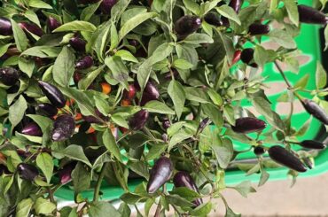 Capsicum Acapulco