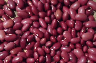 Frijol Rojo Sangre de Toro