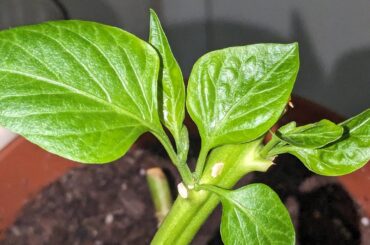 Is my bell pepper plant gonna die?