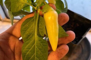 Not sure what these are or when they’re ripe, any ideas ?
