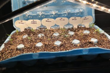 Look at the sprouts!