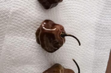 I was give these peppers, does anyone know what type.