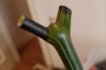 What does it happening to my overwintered peppers?