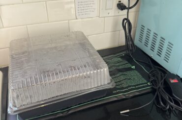 First time seed start - using a heated mat