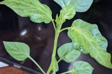 Some of my bell peppers are starting to have these wrinkly leaves and I'm worried they're sick. Any ideas what this is?