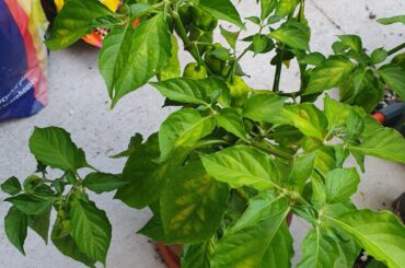 Need some advice on this type of leaf yellowing...