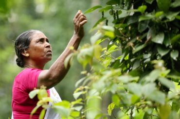 Kerala Style  Green Pepper Fish Curry Recipe