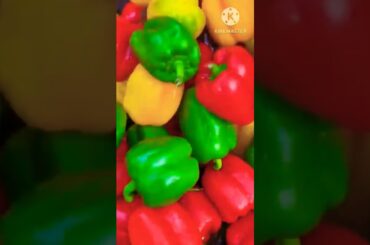 #shorts#mutton capsicum omelette bell pepper omelette recipe cooking Channel#ytshorts#viral