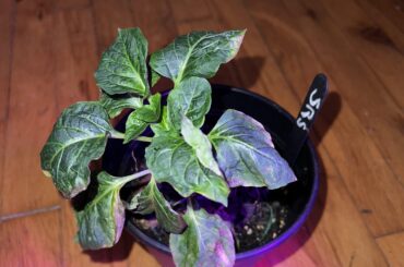 Sugar Rush Seedlings Dying