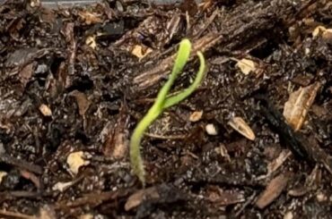 Liquid Fertilizer Recommendations?
