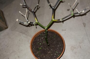 How do i ensure my overwintered plant survives another two months?