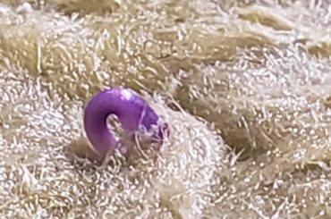 Peach Ganzo sprout is this purple color normal