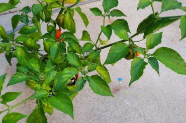 First Superhots