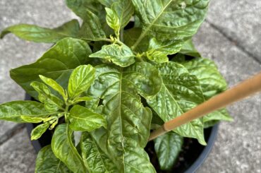 How’s my rescue habanero?
