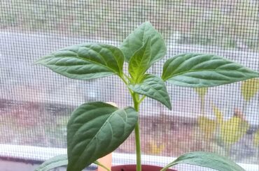 I think its neat how the new growth kind of glows in the mornings.