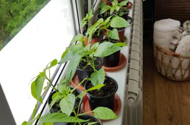 I sowed my peppdrs so late this year I can't believe they're almost ready to go out in the garden! I have 9 varieties here.