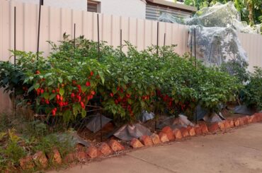 Ghost peppers ready for the first pick of the season.. *Smaller plants germinated around 4-5 weeks after the others due to my screw up.