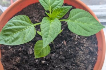 When and where should I top/prune this bell pepper plant?