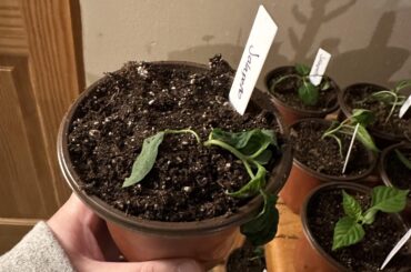 Up Potting Help