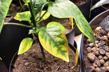 What is causing this type of yellowing leaves?