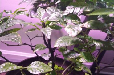 Purple reaper