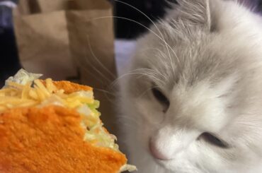 meow