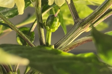 Are these pests?