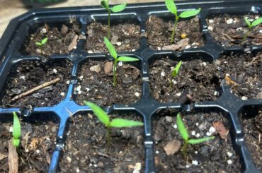 Why are my pepper sprouts curling?