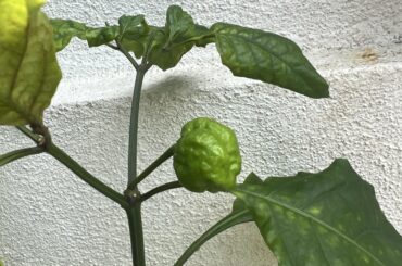 What is this chilli?? HELP