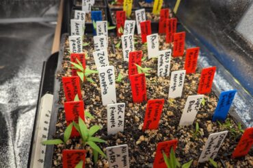 My Seedling Progress