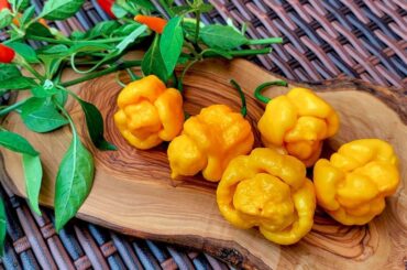 A few peppers from last season! Looking forward to what this season will bring!