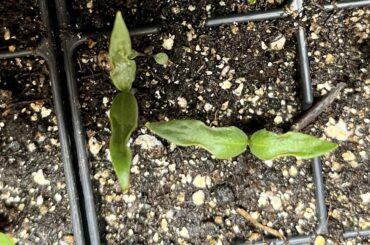 Pepper seedling leaves look pinched?