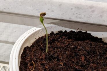 Should I help the little guy or leg it do it's thing?