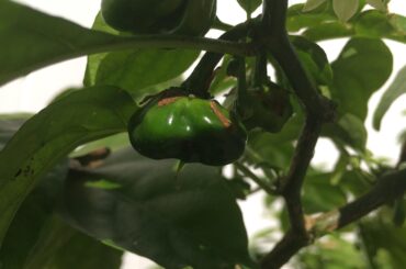 Baby Chocolate Cappuccino Scorpion