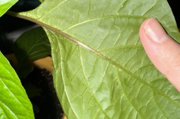 What is this white thing at the bottom of the ghost pepper leaves