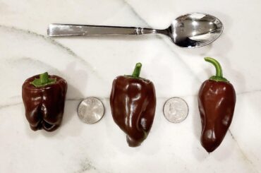 What is this pepper? Need info for a friend who grew something else and got this!!