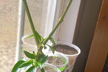 Overwintered pepper