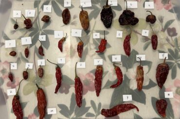 Help identifying peppers