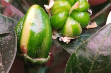 Orange Fish pepperoncini from sherwood seeds has some interesting peppers!