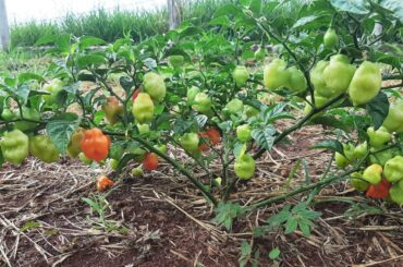 More pics of the pepper, sorry i didnt post them in the other post