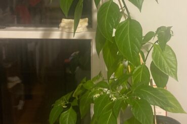 Habanero Advice (US East Coast)