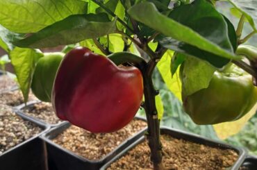 First ripening bell peppers under SF G8600 light