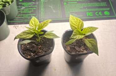 Do I have a nitrogen deficiency?