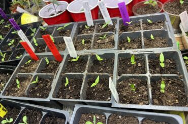 100% germination rate